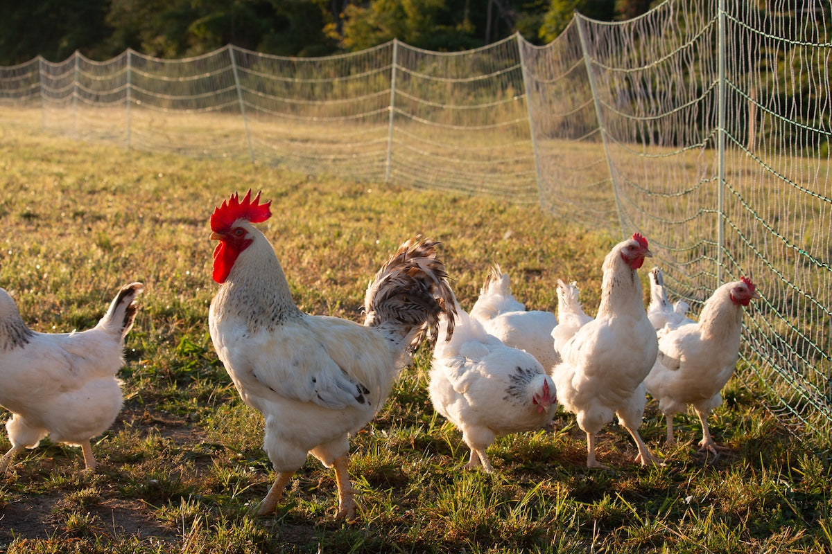 The Story Behind Chosen Farms: Bringing Healthy, Heritage Kosher Meat to Market