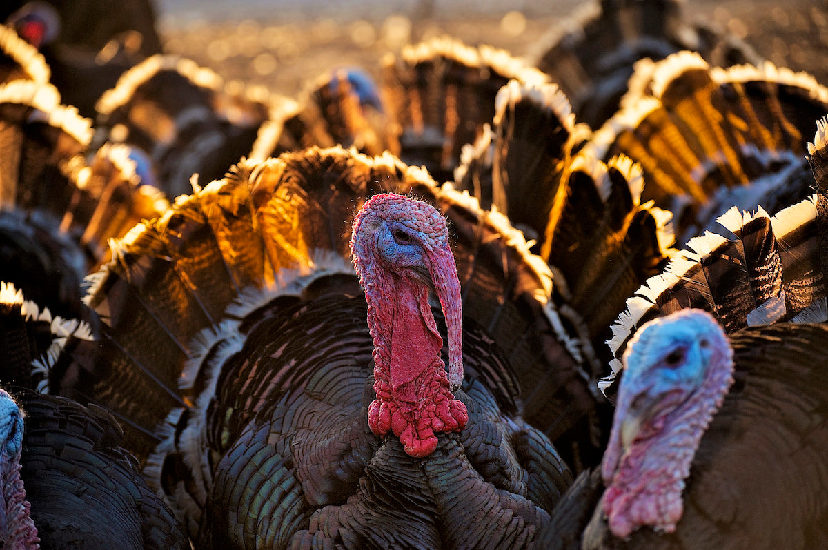 What Happened to Modern Poultry? The Truth Behind Today's Birds and the Return to Heritage Breeds