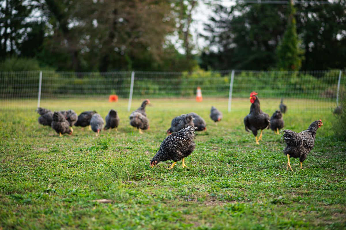 Chosen Farms