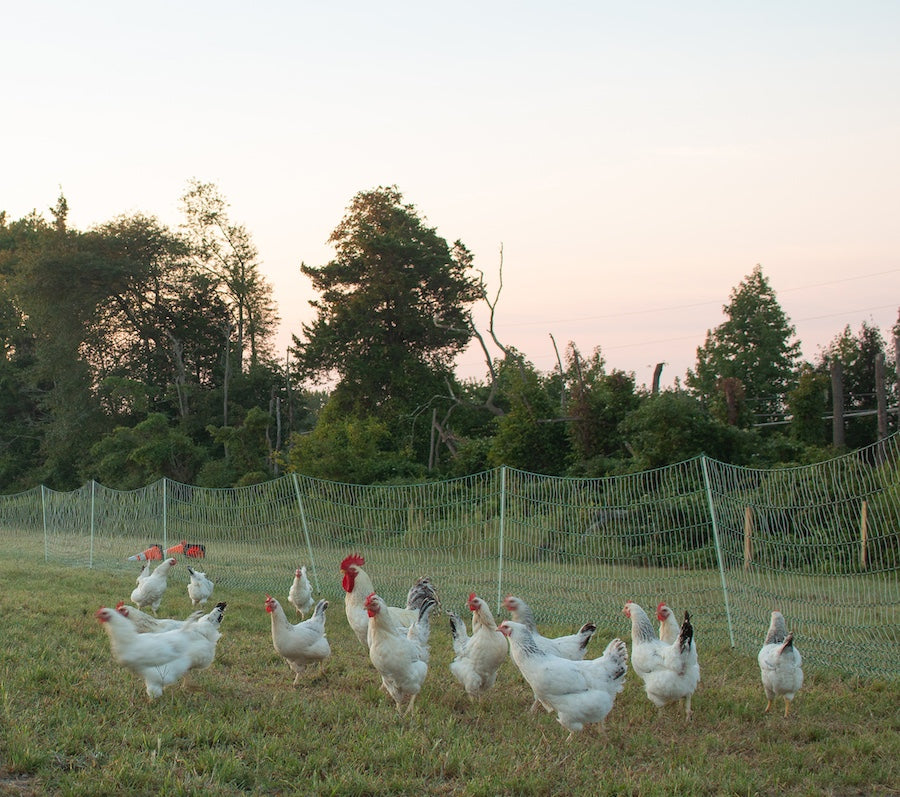 Chosen Farms