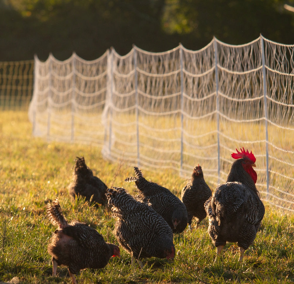 Chosen Farms
