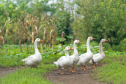 Live Embden Goose