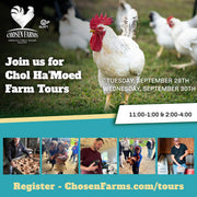 Chol Ha'Moed Tours
