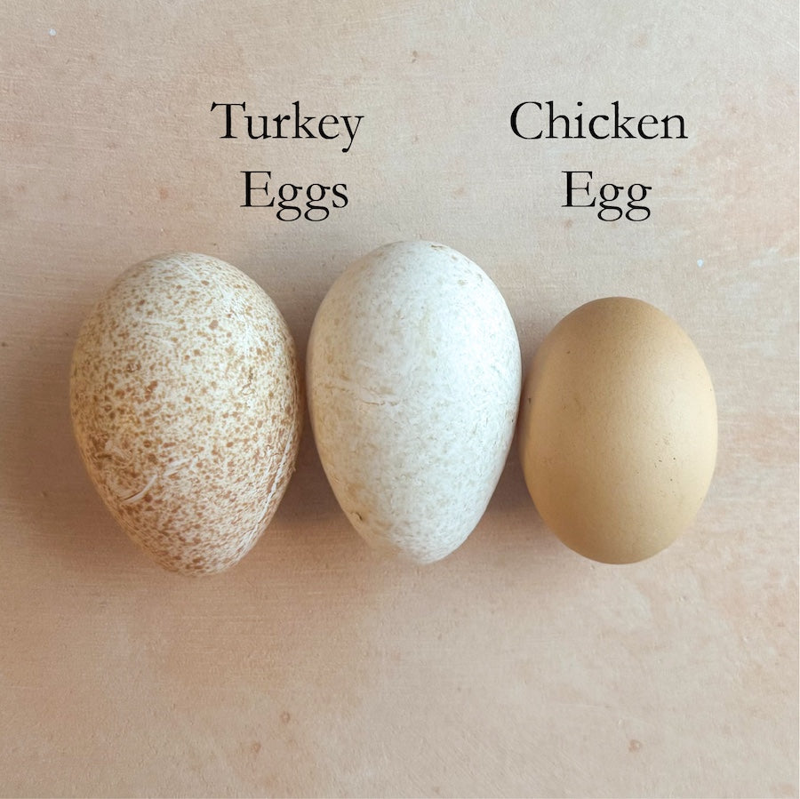 Chosen Turkey Eggs - 20 Flat (local delivery only)