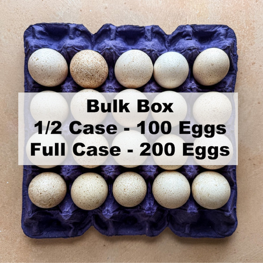 Chosen Turkey Eggs - Bulk Box (local delivery only)